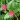 Aptenia cordifolia (Baby Sun Rose) | World of Succulents