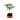 Bonsai Naranjo Viveroonline.com.co-4