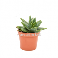 Perfoliata