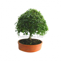 Bonsai Viveroonline.com.co