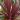 cordyline Viveroonline.com.co
