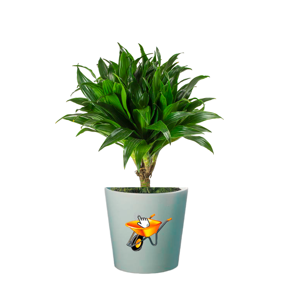 Planta compacta