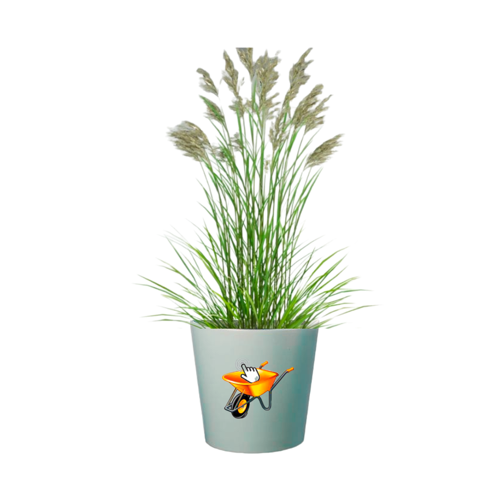 Festuca